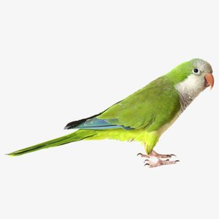 红嘴绿莺歌免抠