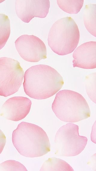 粉色浪漫玫瑰花瓣背景情人节背景H5背景高清