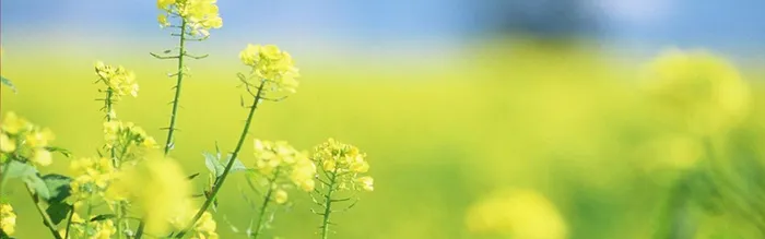 花朵背景高清