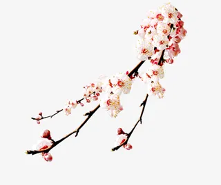 一只腊梅盛开免抠