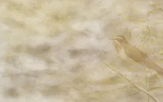 树枝上的小鸟免抠