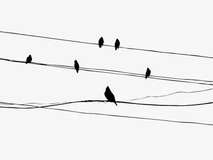 电线上的小鸟免抠