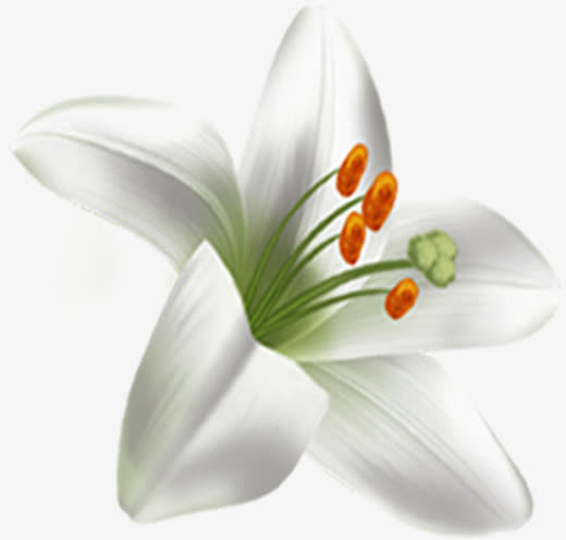 春天促销白色手绘花朵免抠