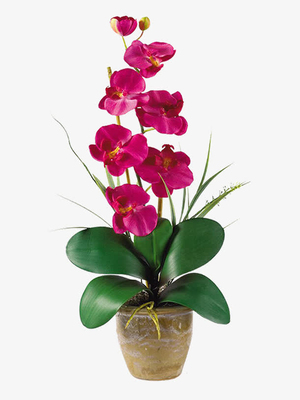 花枝免抠