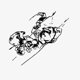 树干上的木耳免抠