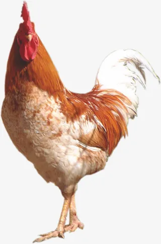 家禽公鸡免抠