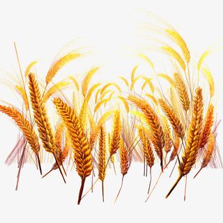 金色麦穗免抠