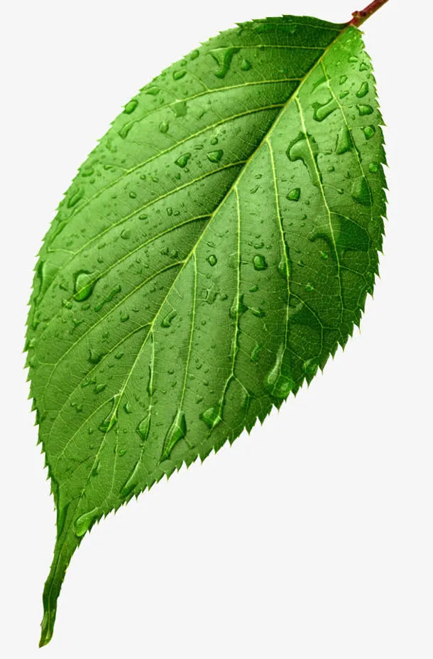 一片叶子绿叶水滴免抠装饰植物元素