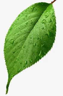 一片叶子绿叶水滴免抠装饰植物元素 一片叶子绿叶水滴免抠装饰植物元素