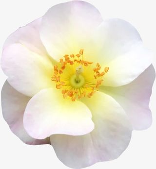 漂亮的水仙花免抠