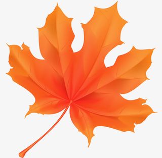 小清新红色枫叶免抠