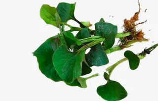 新鲜鱼腥草免抠