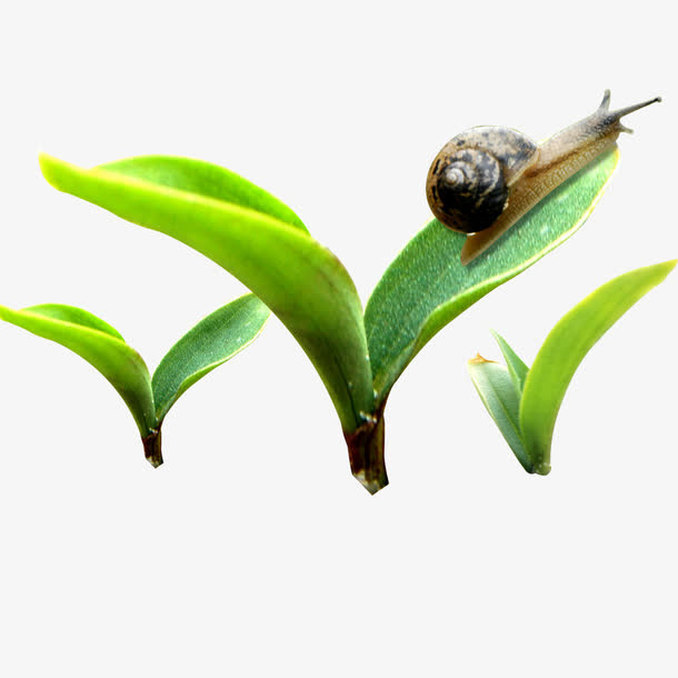 蜗牛免抠