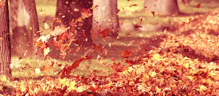 枫叶纷飞背景高清