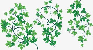 卡通弯曲的爬山虎免抠