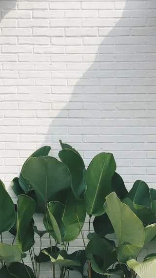 绿叶H5背景高清