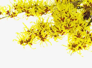 金缕梅植物免抠