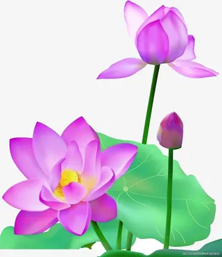 夏日植物海报荷花效果荷叶免抠