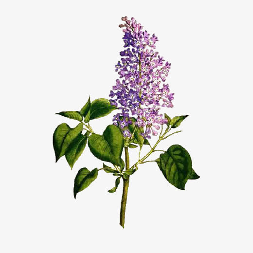 手绘紫丁香花卉插图免抠免抠