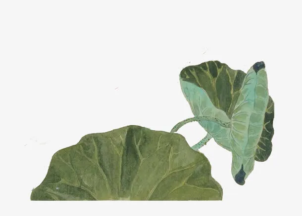 高清创意合成效果荷叶免抠