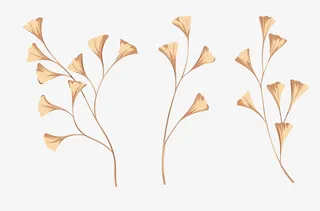 发黄的银杏叶免抠