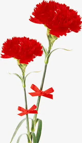 红色高清田园母亲节康乃馨免抠