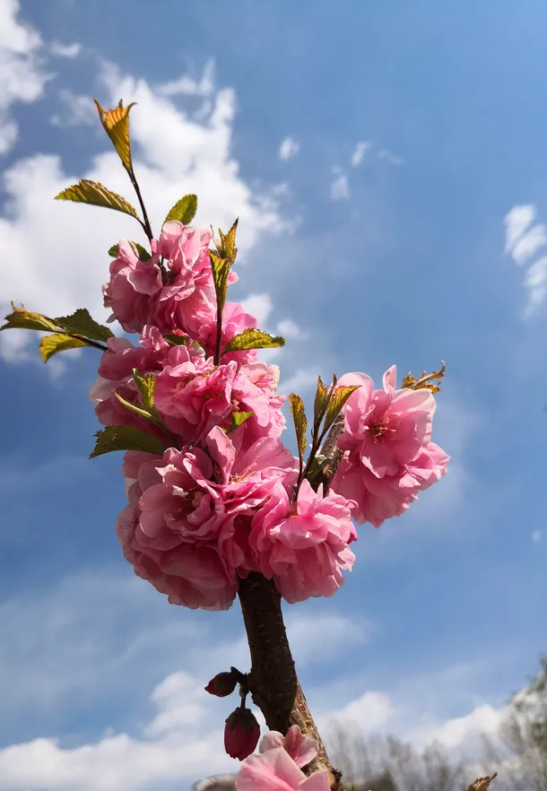蓝天 白云 桃花 春天免抠