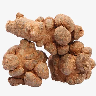 三七药材田七免抠