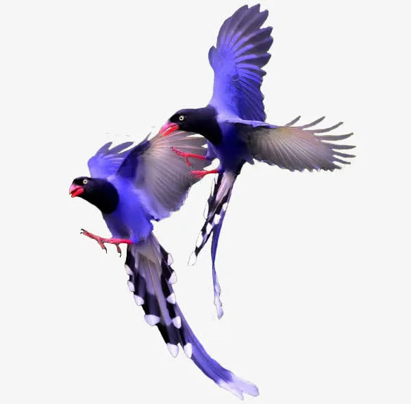 鸟蓝色翅膀鸟长尾巴鸟免抠
