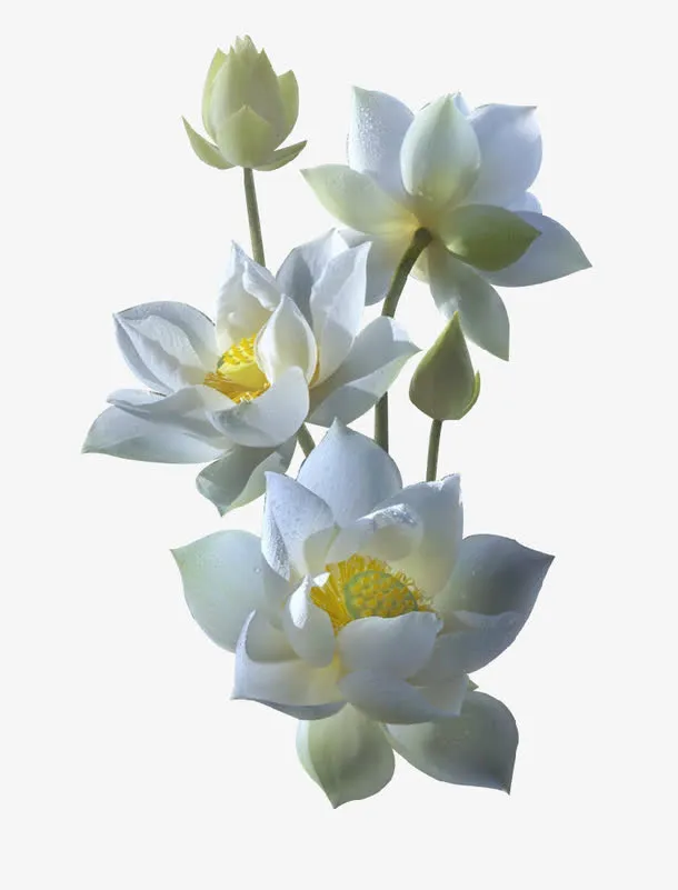 白色荷花免抠