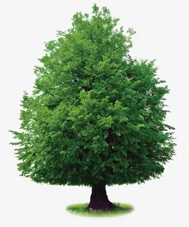 绿油油的树木免抠 绿油油的树木免抠
