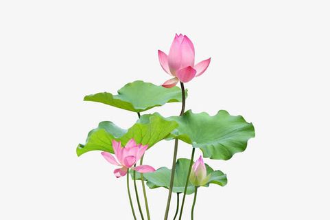 荷叶和荷花免抠素材免抠