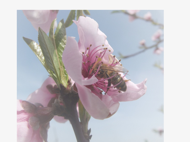 春天 草地 桃花 梨花 渐变透明元素16免抠背景场景背景元素