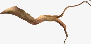 手绘棕色树枝免抠