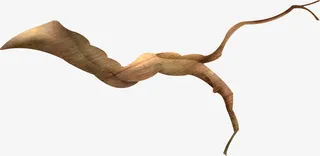 手绘棕色树枝免抠