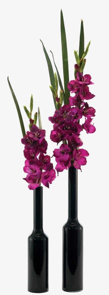 鲜花免抠