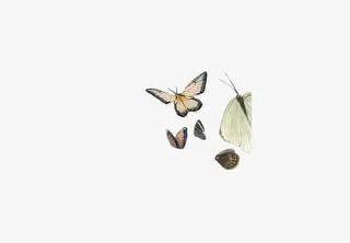 中国风白色蝴蝶免抠