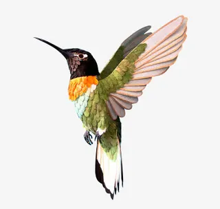 高飞小鸟手绘禽类免抠