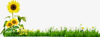 清新春天向日葵花朵免抠