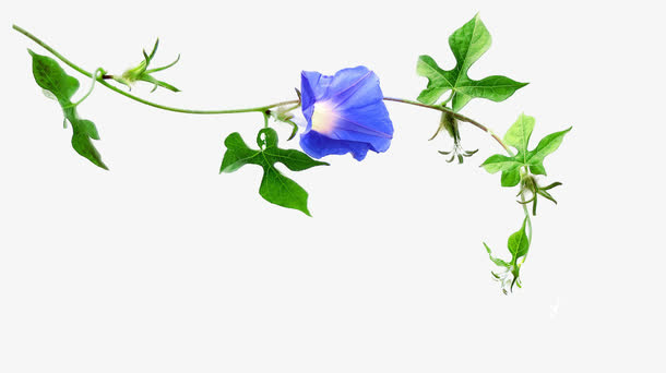 牵牛花花藤免抠