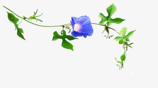 牵牛花花藤免抠