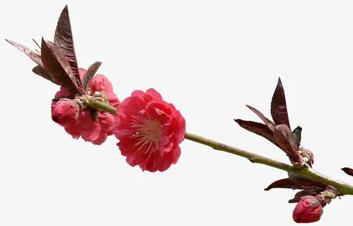 红梅免抠