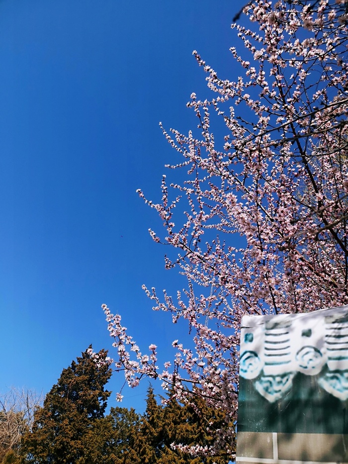 桃花 春天 蓝天高清