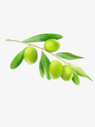 绿色橄榄枝免抠