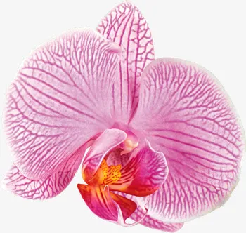 鲜花免抠