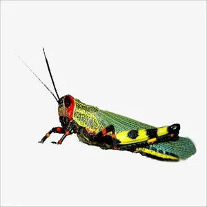 蚱蜢免抠