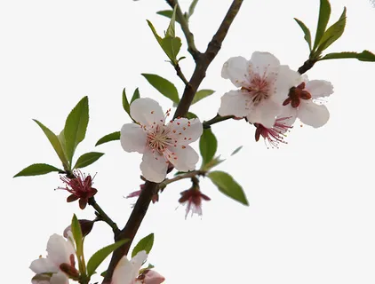 春天桃花开免抠 春天桃花开免抠