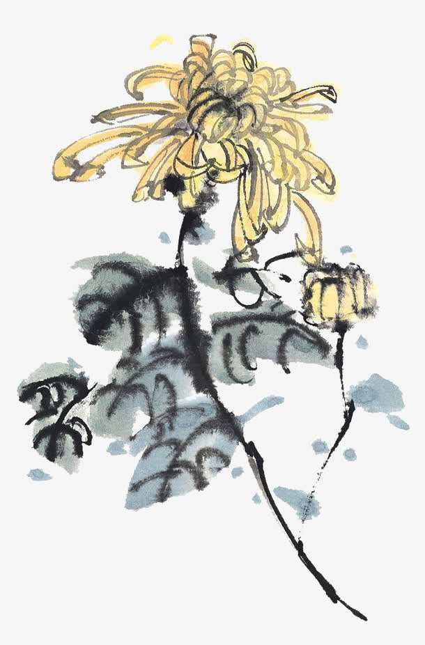 手绘菊花免抠