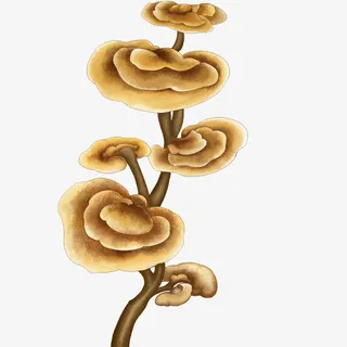 手绘黄色灵芝草免抠