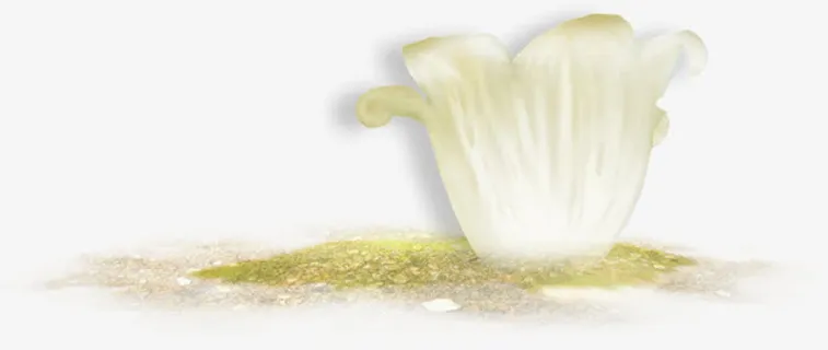 地上的小白花免抠